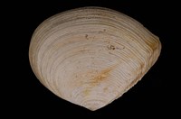 藏品(箱形櫻蛤)的圖片